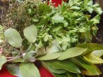 essential Italian cooking herbs