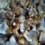 chanterelle harvest 